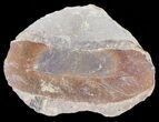 Fossil Neuropteris Seed Fern Leaf (Pos/Neg) - Mazon Creek #70343-2